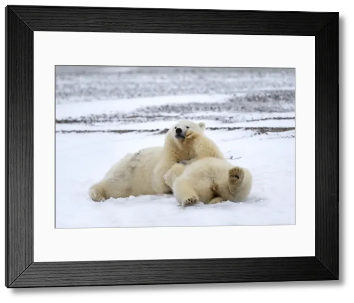 Framed Print : Picture No. 11051857 Framed Print : Picture No. 11051857