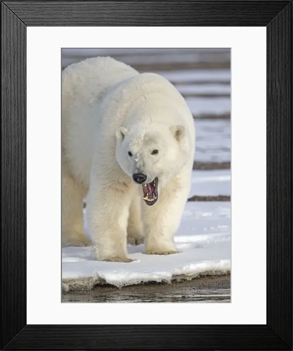 Framed Print : Picture No. 11051875 Framed Print : Picture No. 11051875