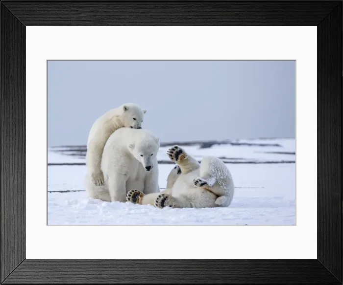 Framed Print : Picture No. 11051886 Framed Print : Picture No. 11051886