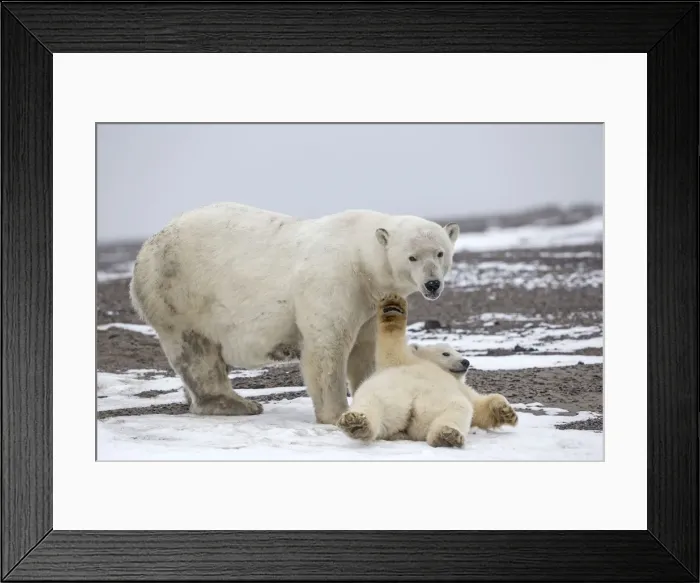 Framed Print : Picture No. 11051904 Framed Print : Picture No. 11051904