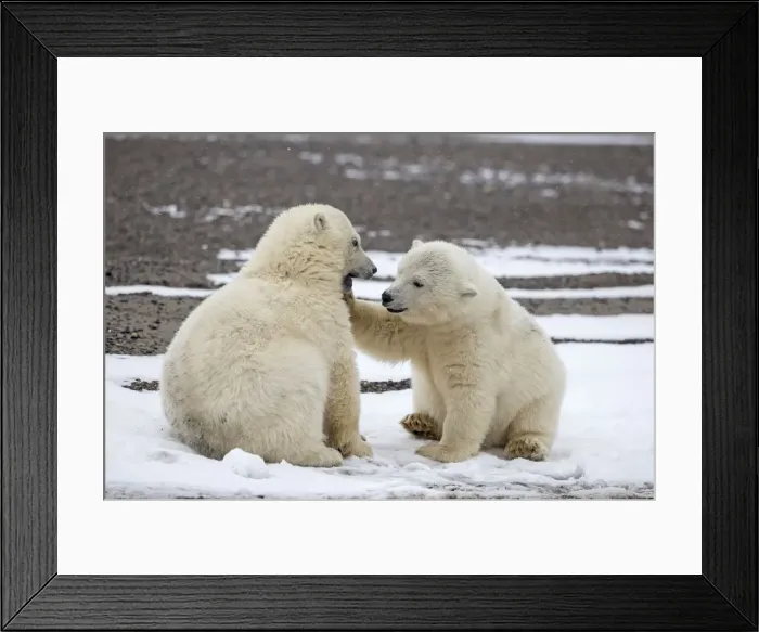Framed Print : Picture No. 11051905 Framed Print : Picture No. 11051905