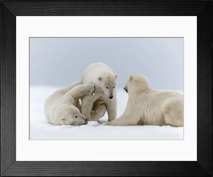 Framed Print : Picture No. 11051917 Framed Print : Picture No. 11051917