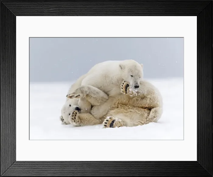 Framed Print : Picture No. 11051927