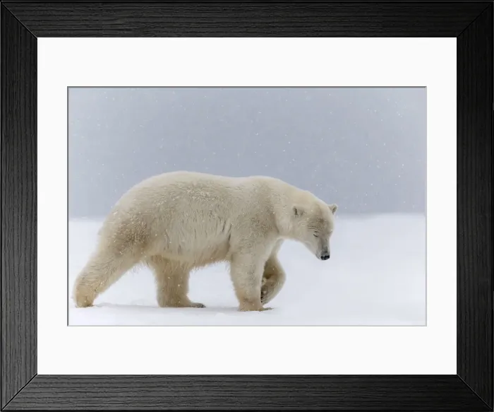 Framed Print : Picture No. 11051932 Framed Print : Picture No. 11051932