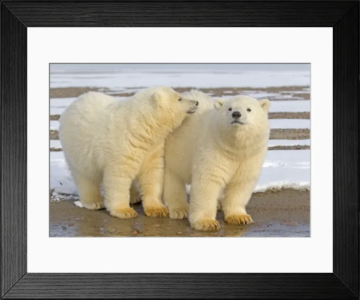 Framed Print : Picture No. 11051938 Framed Print : Picture No. 11051938