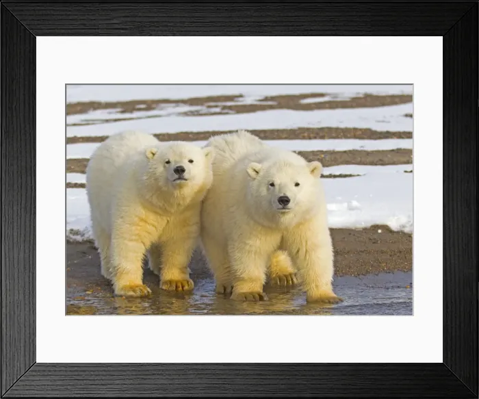 Framed Print : Picture No. 11051940 Framed Print : Picture No. 11051940