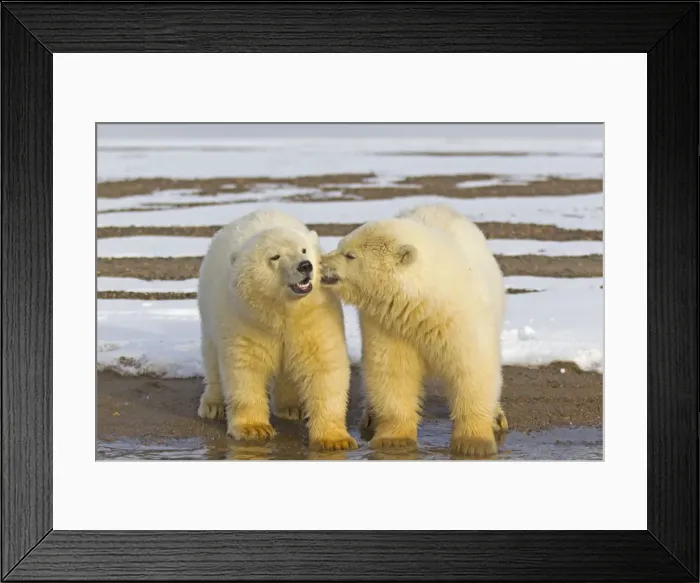 Framed Print : Picture No. 11051942 Framed Print : Picture No. 11051942