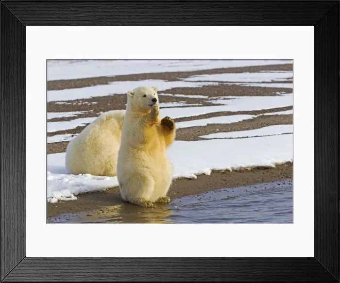 Framed Print : Picture No. 11051944