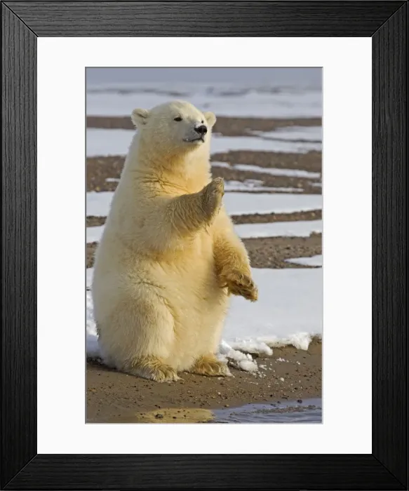 Framed Print : Picture No. 11051946 Framed Print : Picture No. 11051946