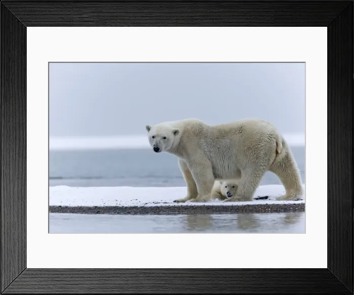 Framed Print : Picture No. 11051953 Framed Print : Picture No. 11051953