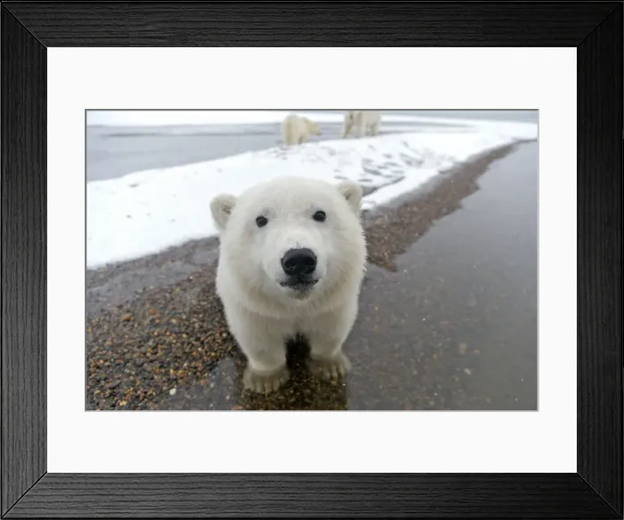 Framed Print : Picture No. 11051964 Framed Print : Picture No. 11051964