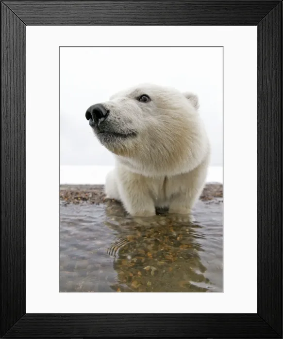Framed Print : Picture No. 11051968 Framed Print : Picture No. 11051968