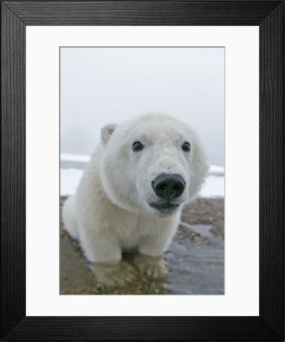 Framed Print : Picture No. 11051969 Framed Print : Picture No. 11051969