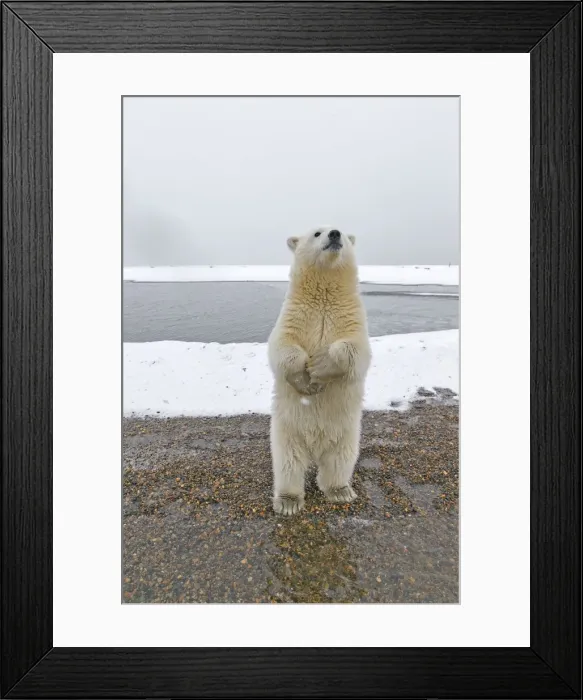 Framed Print : Picture No. 11051970 Framed Print : Picture No. 11051970