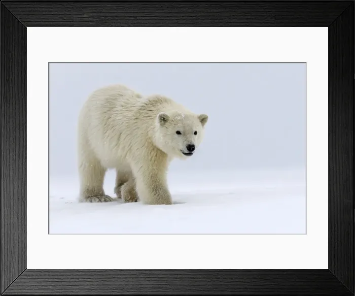 Framed Print : Picture No. 11051972 Framed Print : Picture No. 11051972
