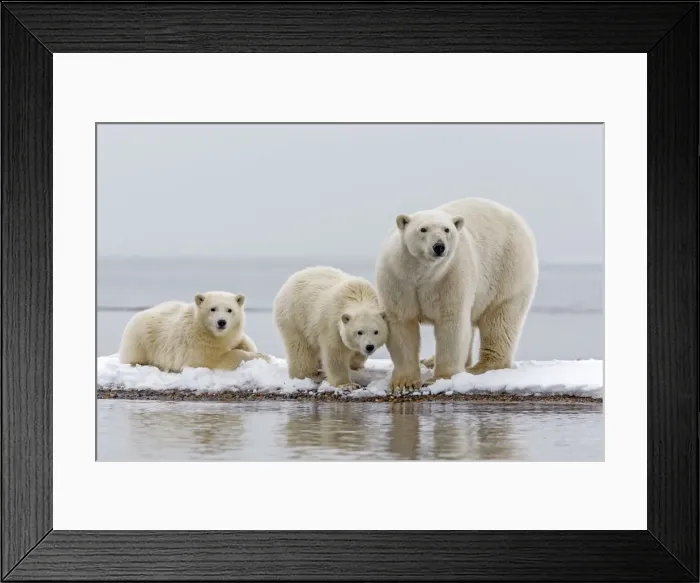 Framed Print : Picture No. 11051978 Framed Print : Picture No. 11051978