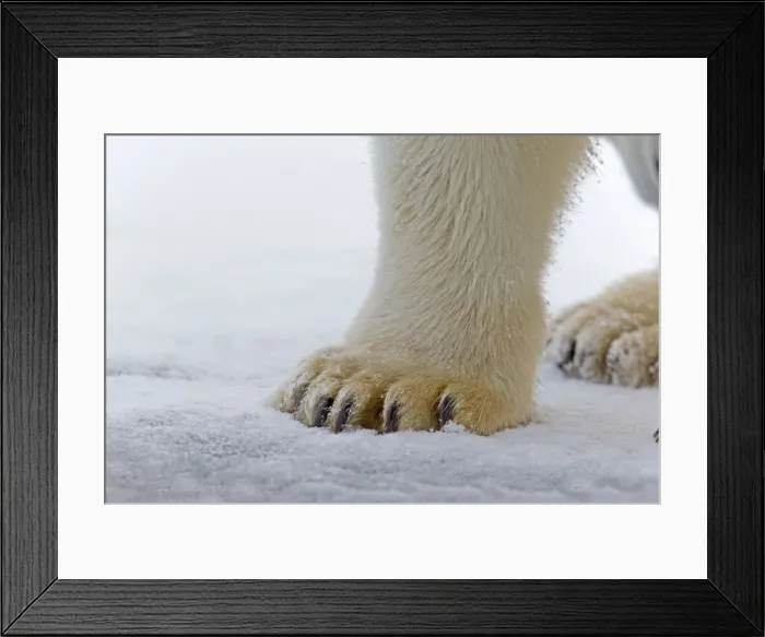 Framed Print : Picture No. 11051983