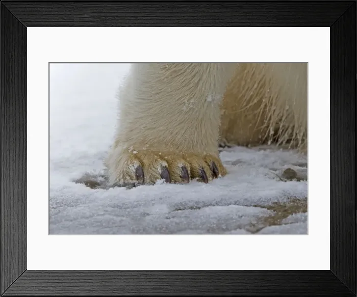 Framed Print : Picture No. 11051984 Framed Print : Picture No. 11051984
