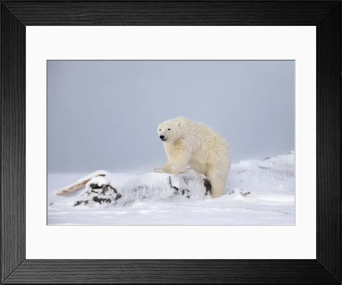 Framed Print : Picture No. 11051993 Framed Print : Picture No. 11051993