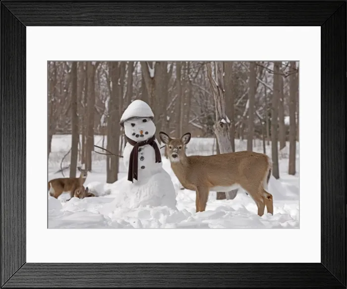 Framed Print : Picture No. 11091642