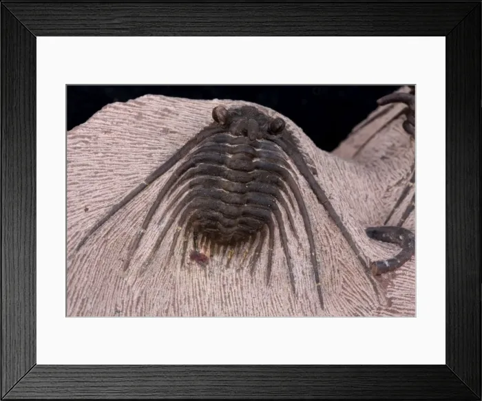 Framed Print : Picture No. 11091650 Framed Print : Picture No. 11091650