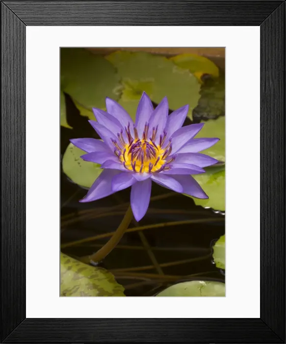 Framed Print : Picture No. 11091665 Framed Print : Picture No. 11091665