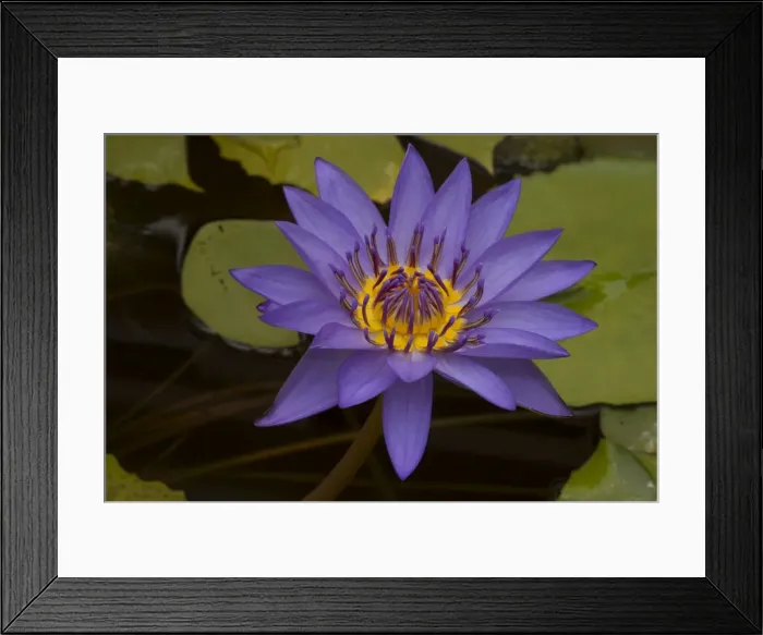 Framed Print : Picture No. 11091666 Framed Print : Picture No. 11091666