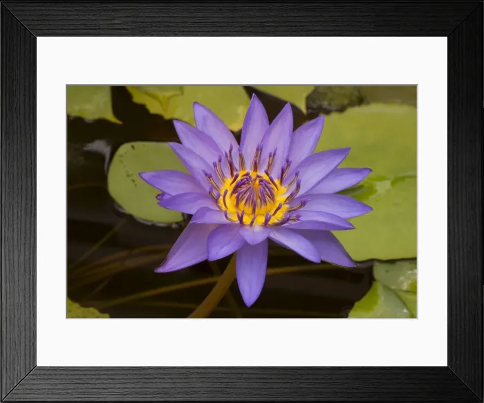 Framed Print : Picture No. 11091667 Framed Print : Picture No. 11091667