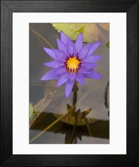 Framed Print : Picture No. 11091668 Framed Print : Picture No. 11091668