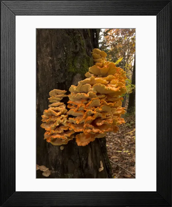 Framed Print : Picture No. 11091669 Framed Print : Picture No. 11091669
