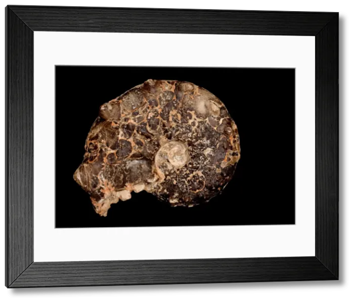 Framed Print : Picture No. 11091685 Framed Print : Picture No. 11091685