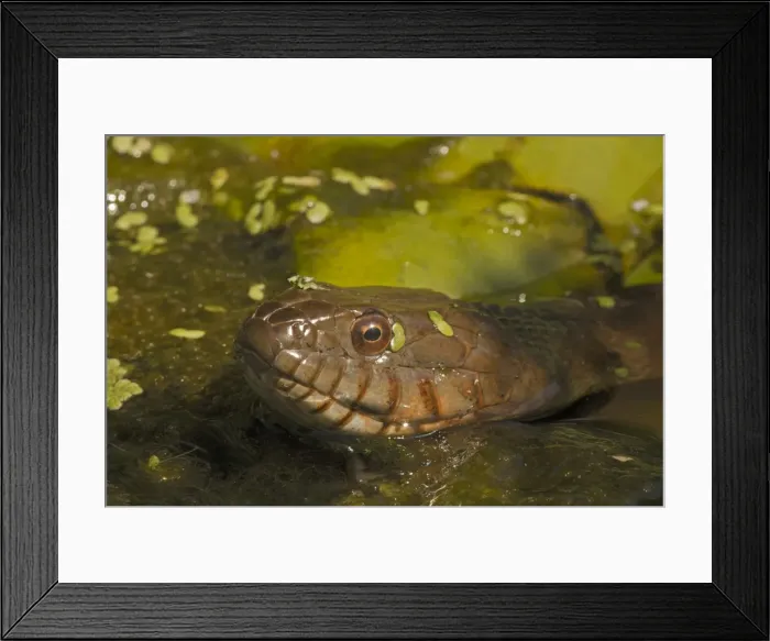 Framed Print : Picture No. 11091690 Framed Print : Picture No. 11091690
