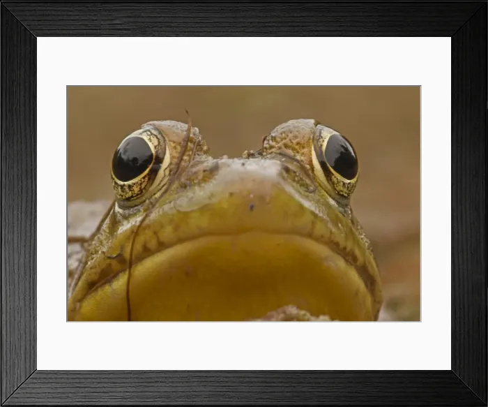 Framed Print : Picture No. 11091692 Framed Print : Picture No. 11091692