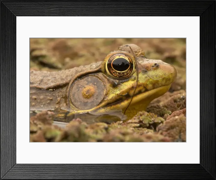 Framed Print : Picture No. 11091691 Framed Print : Picture No. 11091691
