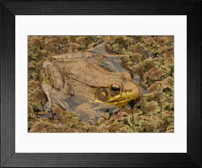 Framed Print : Picture No. 11091693 Framed Print : Picture No. 11091693