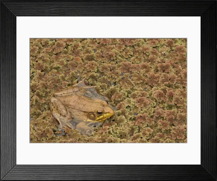 Framed Print : Picture No. 11091694 Framed Print : Picture No. 11091694