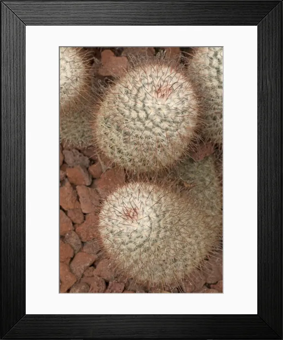 Framed Print : Picture No. 11091695 Framed Print : Picture No. 11091695