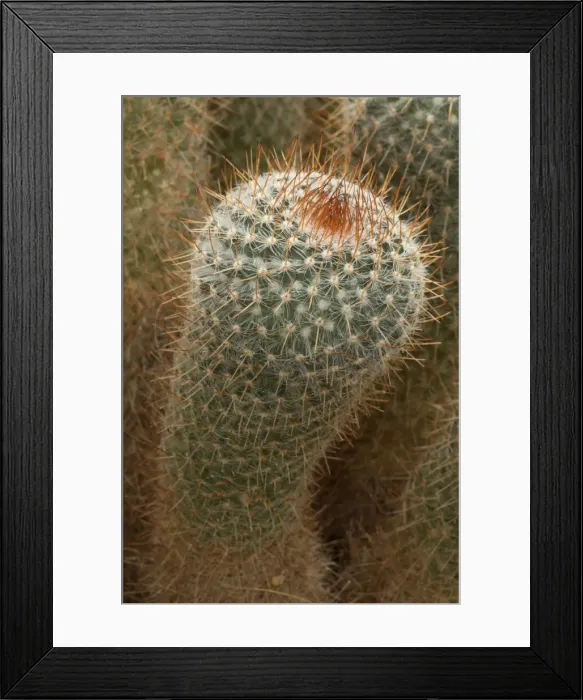 Framed Print : Picture No. 11091696 Framed Print : Picture No. 11091696