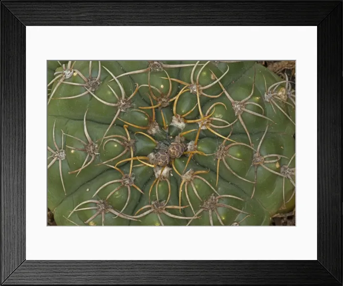 Framed Print : Picture No. 11091697 Framed Print : Picture No. 11091697