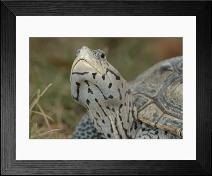 Framed Print : Picture No. 11091698
