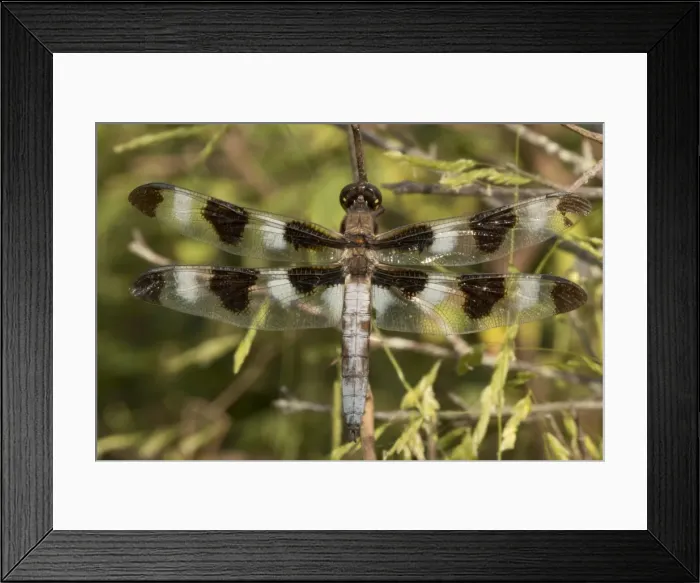 Framed Print : Picture No. 11091699 Framed Print : Picture No. 11091699
