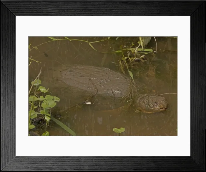 Framed Print : Picture No. 11091700 Framed Print : Picture No. 11091700