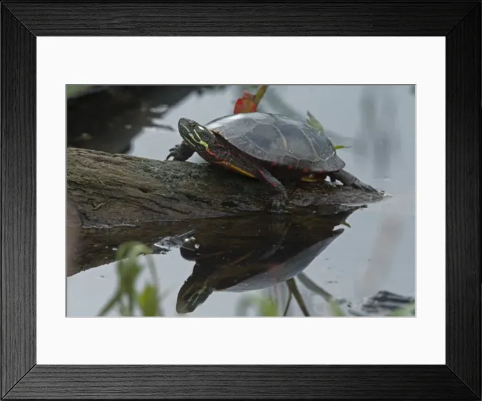 Framed Print : Picture No. 11091701 Framed Print : Picture No. 11091701