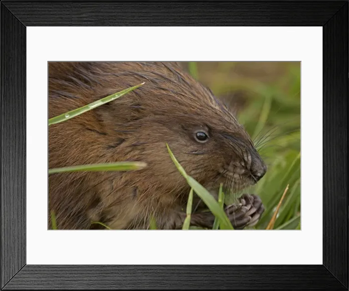 Framed Print : Picture No. 11091702 Framed Print : Picture No. 11091702