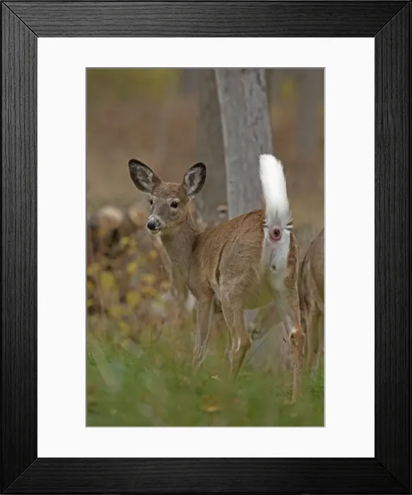 Framed Print : Picture No. 11091703 Framed Print : Picture No. 11091703