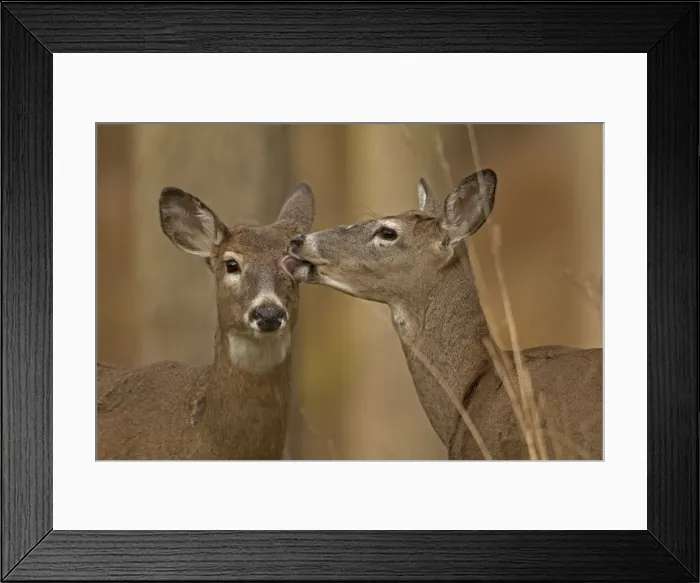 Framed Print : Picture No. 11091705 Framed Print : Picture No. 11091705