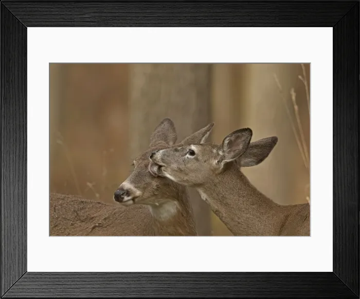 Framed Print : Picture No. 11091704 Framed Print : Picture No. 11091704