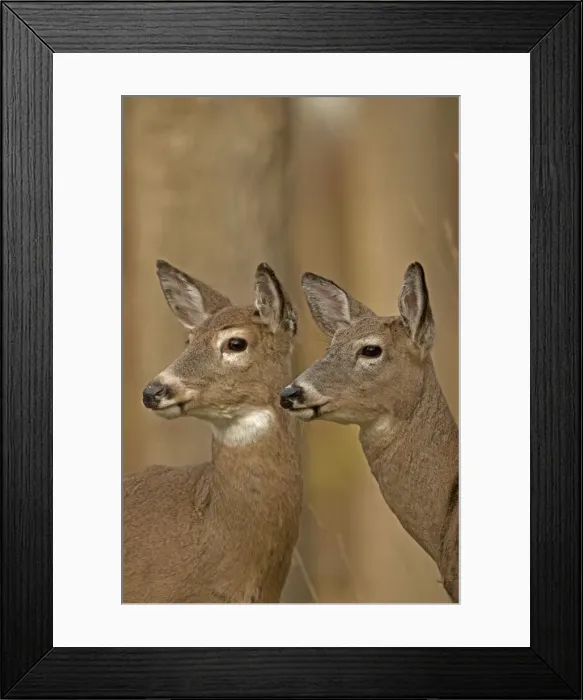 Framed Print : Picture No. 11091706 Framed Print : Picture No. 11091706