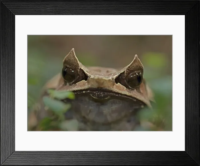 Framed Print : Picture No. 11091707 Framed Print : Picture No. 11091707