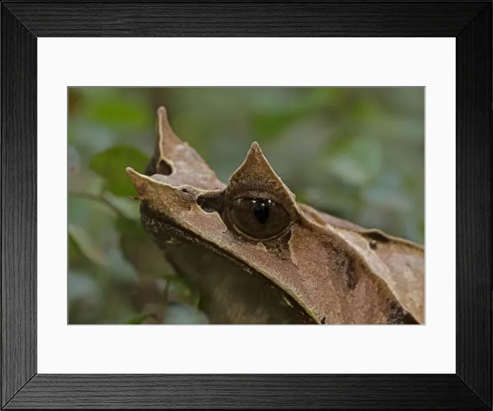 Framed Print : Picture No. 11091708 Framed Print : Picture No. 11091708